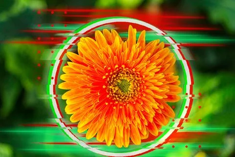 Orange flower. Illustrazione stock