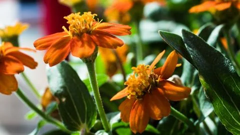 Orange Flower in Macro and Dramatic Light 写真素材