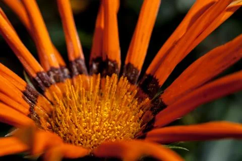 Orange Flower Macro Stock Photos