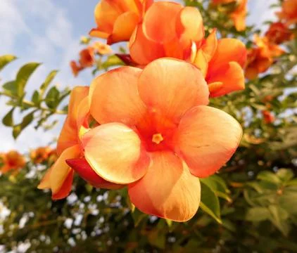 Orange flower macro Stock Photos