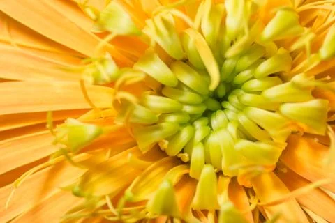 Orange flower macro Foto stock