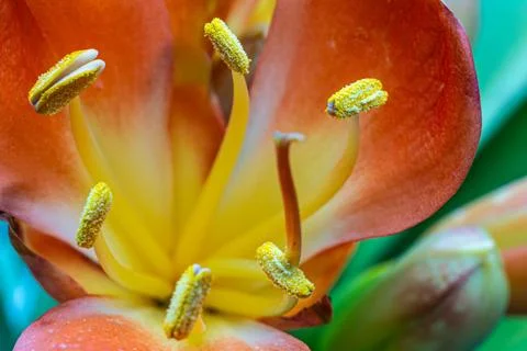 Orange Flower Macro Stock Photos