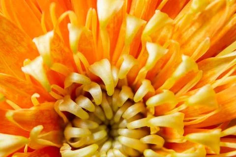Orange flower macro Stock Photos