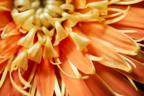 Orange flower macro Stock Photos