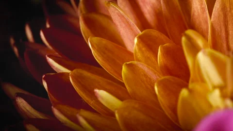 Orange Flower Macro Slow Motion Stock Footage 220788971