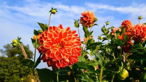 Orange flower moving on the wind over the cloudy sky Stock Footage 129033809