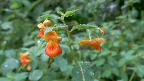 Orange flower pan in Stock Footage 138811004