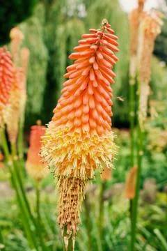 Orange flower in park Stock Photos