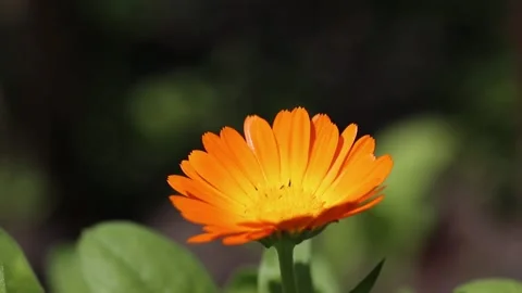 Orange flower of pharmacy calendula blooming on a natural green background. Stock Footage 199606480