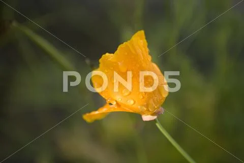 Orange flower Stock Photos