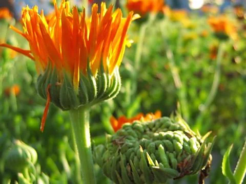Orange Flower Stock Photos