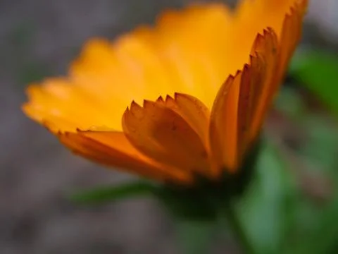 Orange Flower Stock Photos