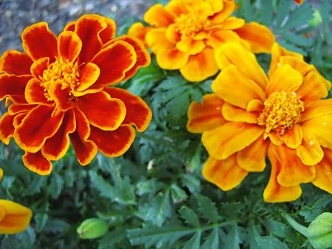 Orange Flower Stock Photos