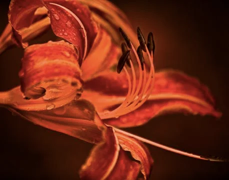 Orange Flower 스톡 사진
