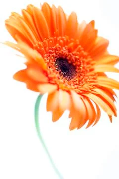 Orange flower Stockfoto's