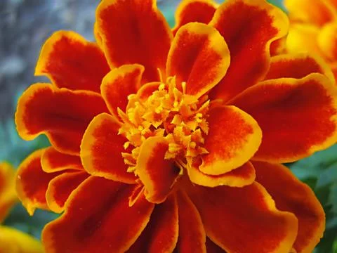 Orange Flower Stock-Fotos
