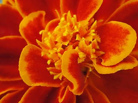 Orange Flower Stock Photos