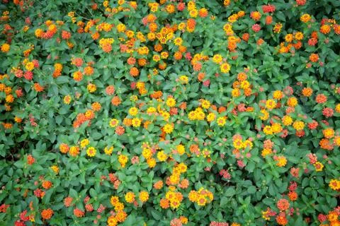 Orange flower Stock Photos
