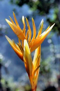 Orange flower Foto stock