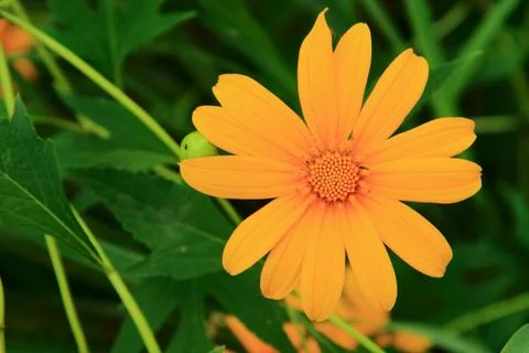Orange flower Stock Photos