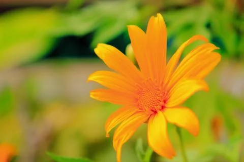 Orange flower Foto stock