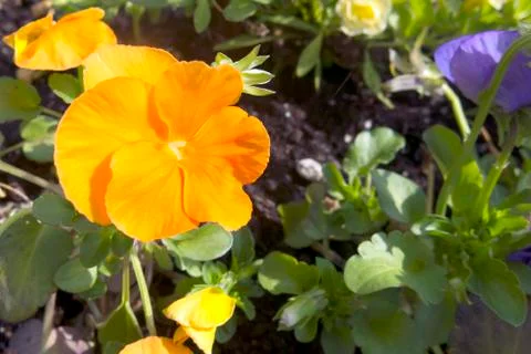 Orange flower Stock Photos