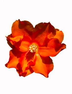 Orange flower Stock Photos