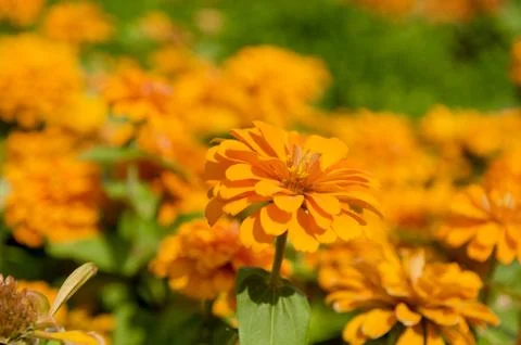 Orange flower Stock Photos