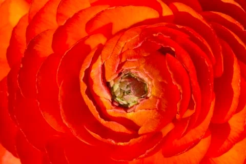 Orange flower Фото