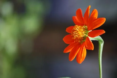 Orange flower Stock Photos