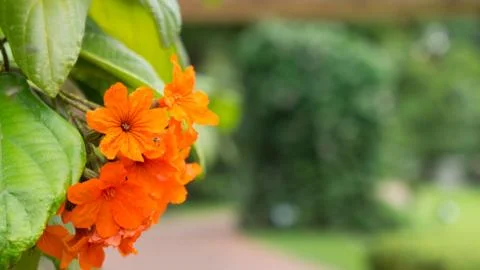 Orange flower Stock Photos