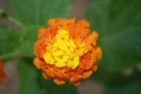 Orange flower Stock-Fotos