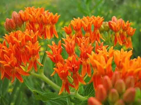 Orange Flower Stock Photos