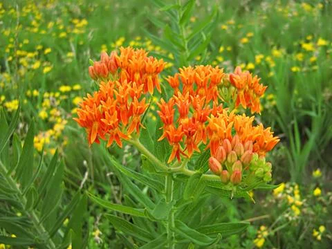 Orange Flower Stock Photos