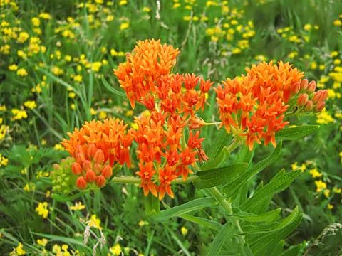 Orange Flower Stock Photos