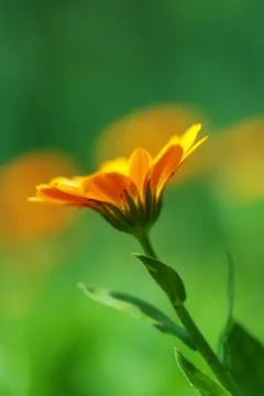 Orange flower Stock Photos