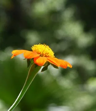 Orange flower Stock Photos