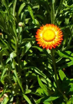 Orange flower Stock Photos