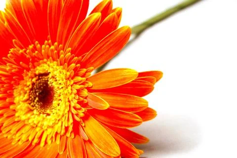 Orange flower Stock Photos