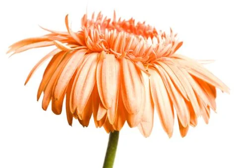 Orange Flower Stock Photos
