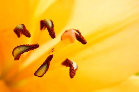 Orange flower Stockfoto's