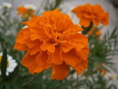 Orange flower 스톡 사진