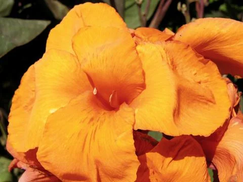 Orange flower Stock Photos