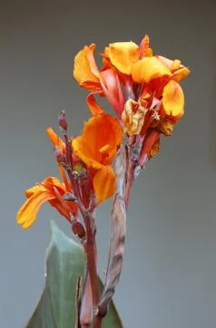 Orange flower Stock Photos