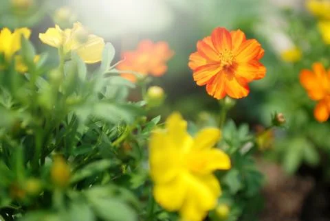 Orange flower Stock Photos