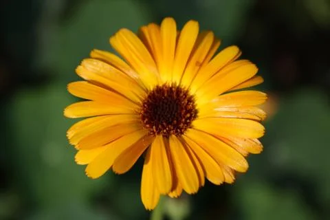 Orange flower Stock Photos