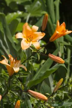 Orange Flower Stock Photos