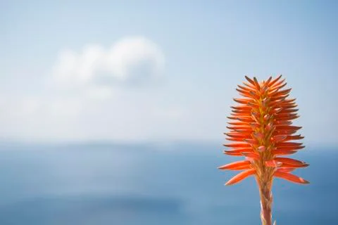 Orange flower Stock Photos
