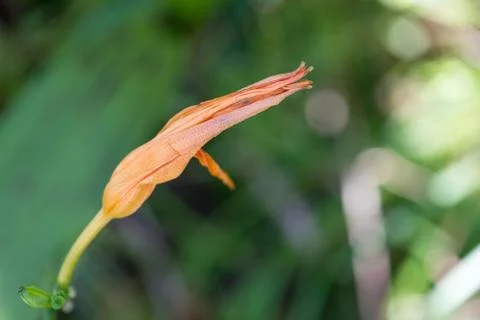Orange Flower Stock Photos