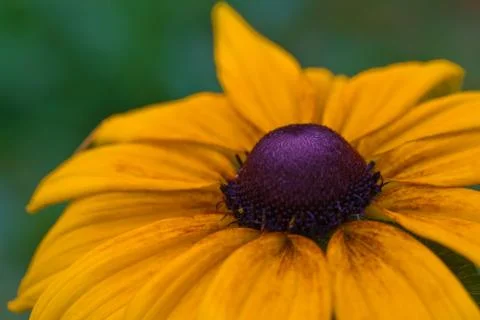 Orange flower Stock Photos